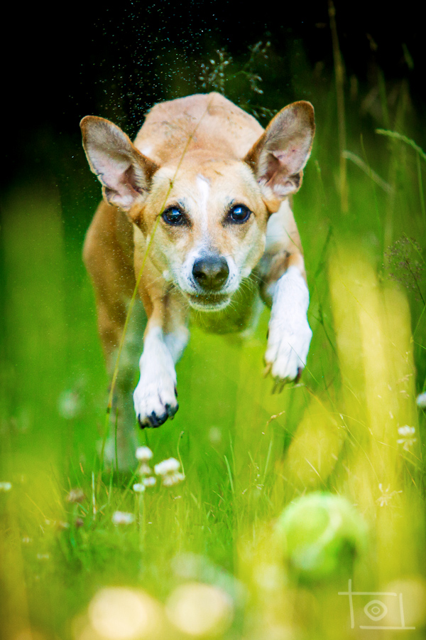 Bella (Podenco, Unbekannt) Podenco Unbekannt 